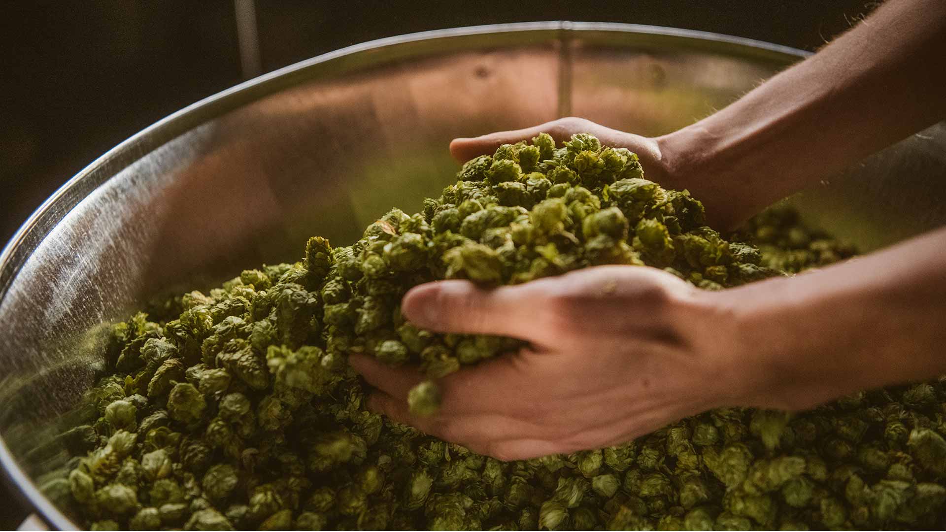 Hochwertiger grüner Hopfen sorgt für Qualität von Holsten Bier